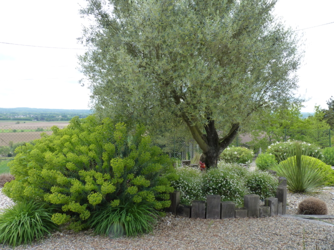 Massifs plantations aménagement extérieur 